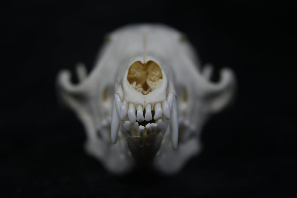 Red Fox Skull