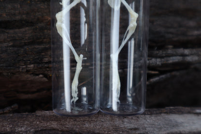 Mouse Leg Articulation