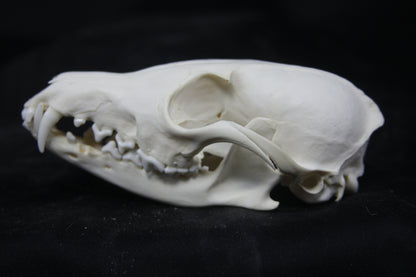 Red Fox Skull