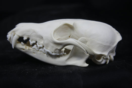 Red Fox Skull