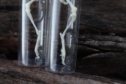 Mouse Leg Articulation