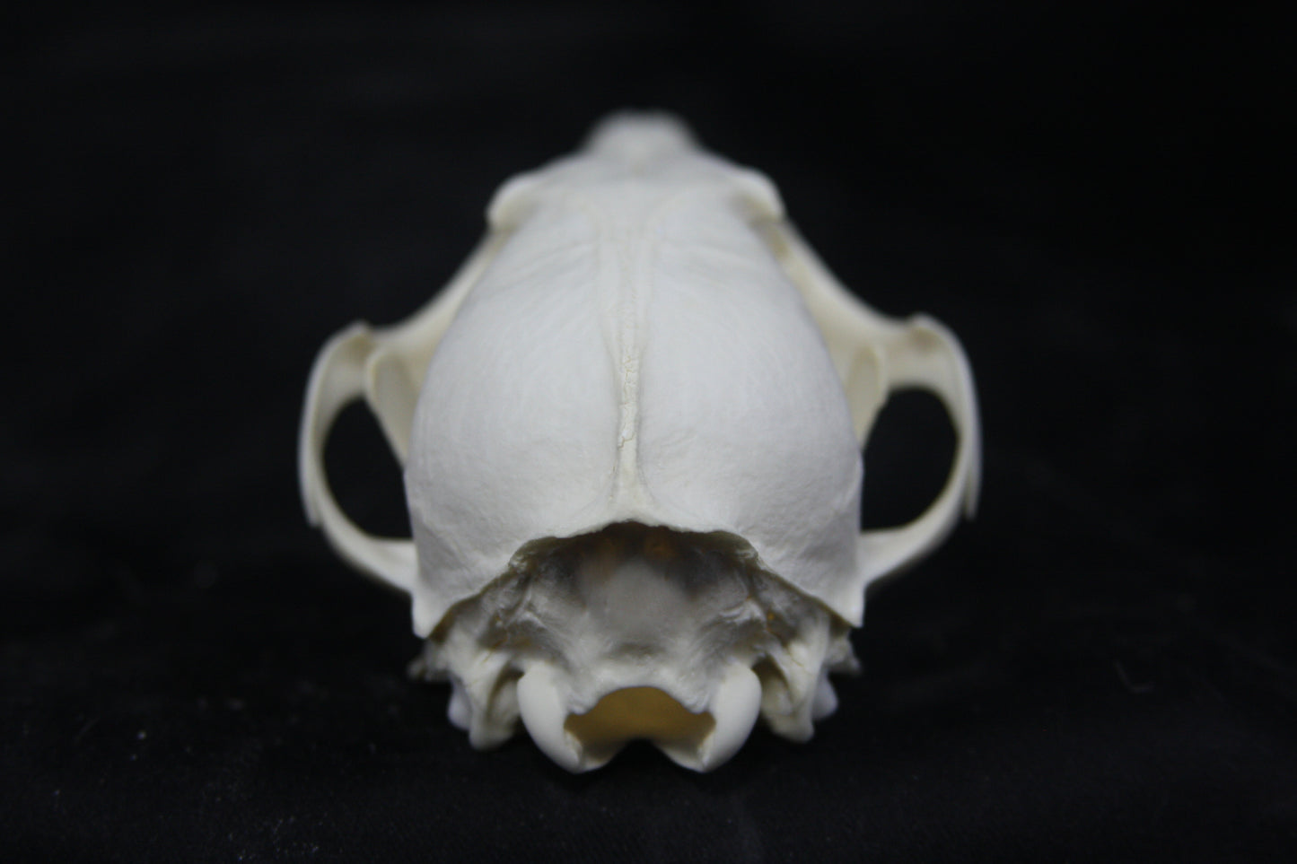 Red Fox Skull