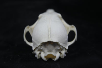 Red Fox Skull