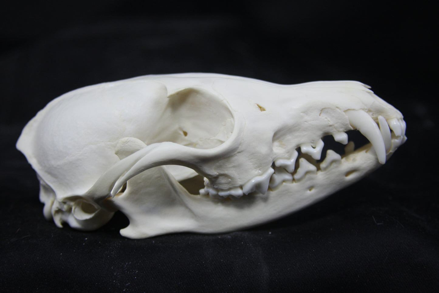 Red Fox Skull