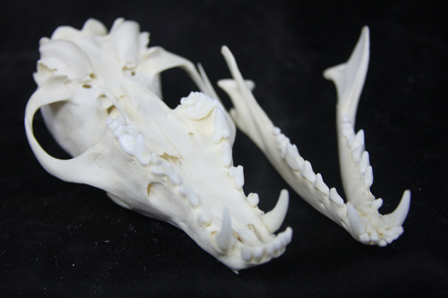 Red Fox Skull