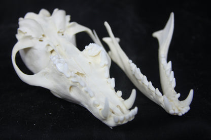 Red Fox Skull