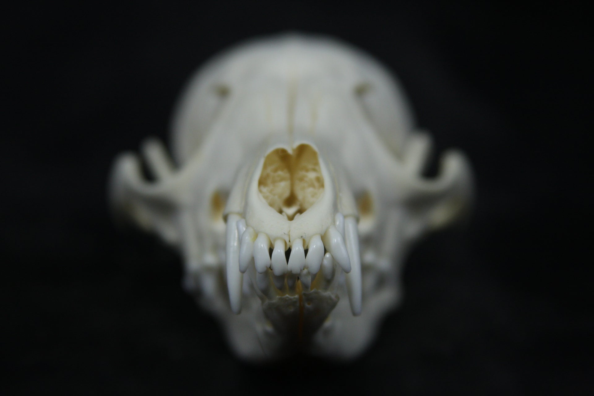 Juvenile Red Fox Skull – Freyja's Forest
