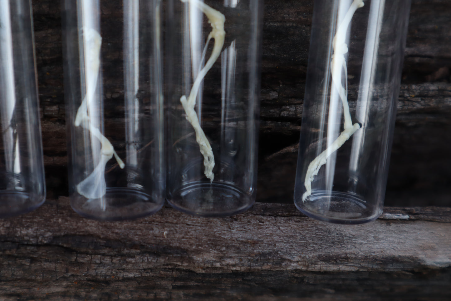 Mouse Arm or Leg Articulation