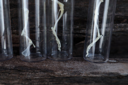 Mouse Arm or Leg Articulation