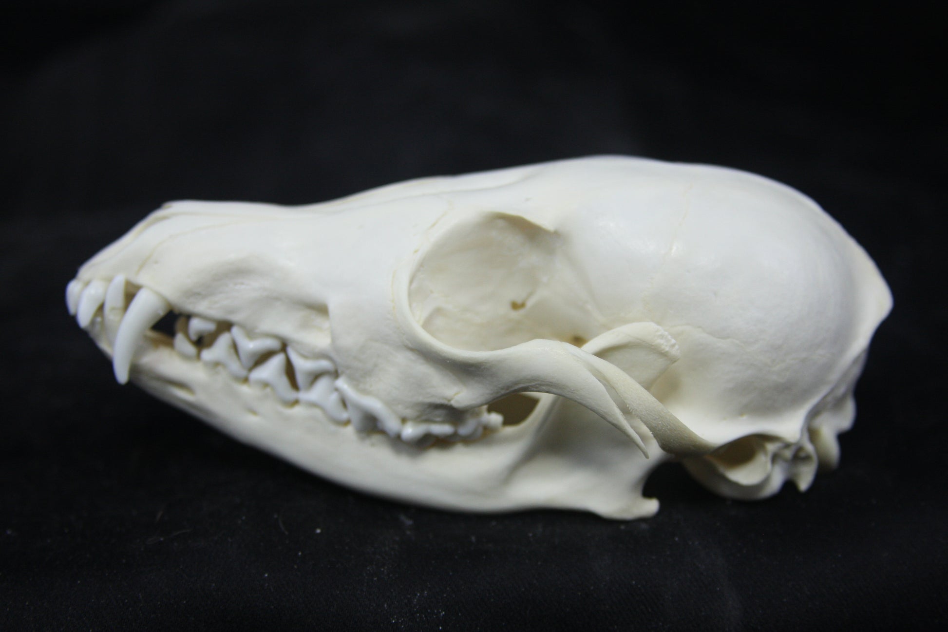 レッドフォックス（幼獣）頭骨 Juvenile Red Fox Skull – Freyja's Forest