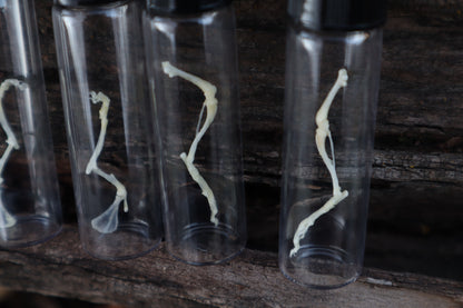 Mouse Arm or Leg Articulation