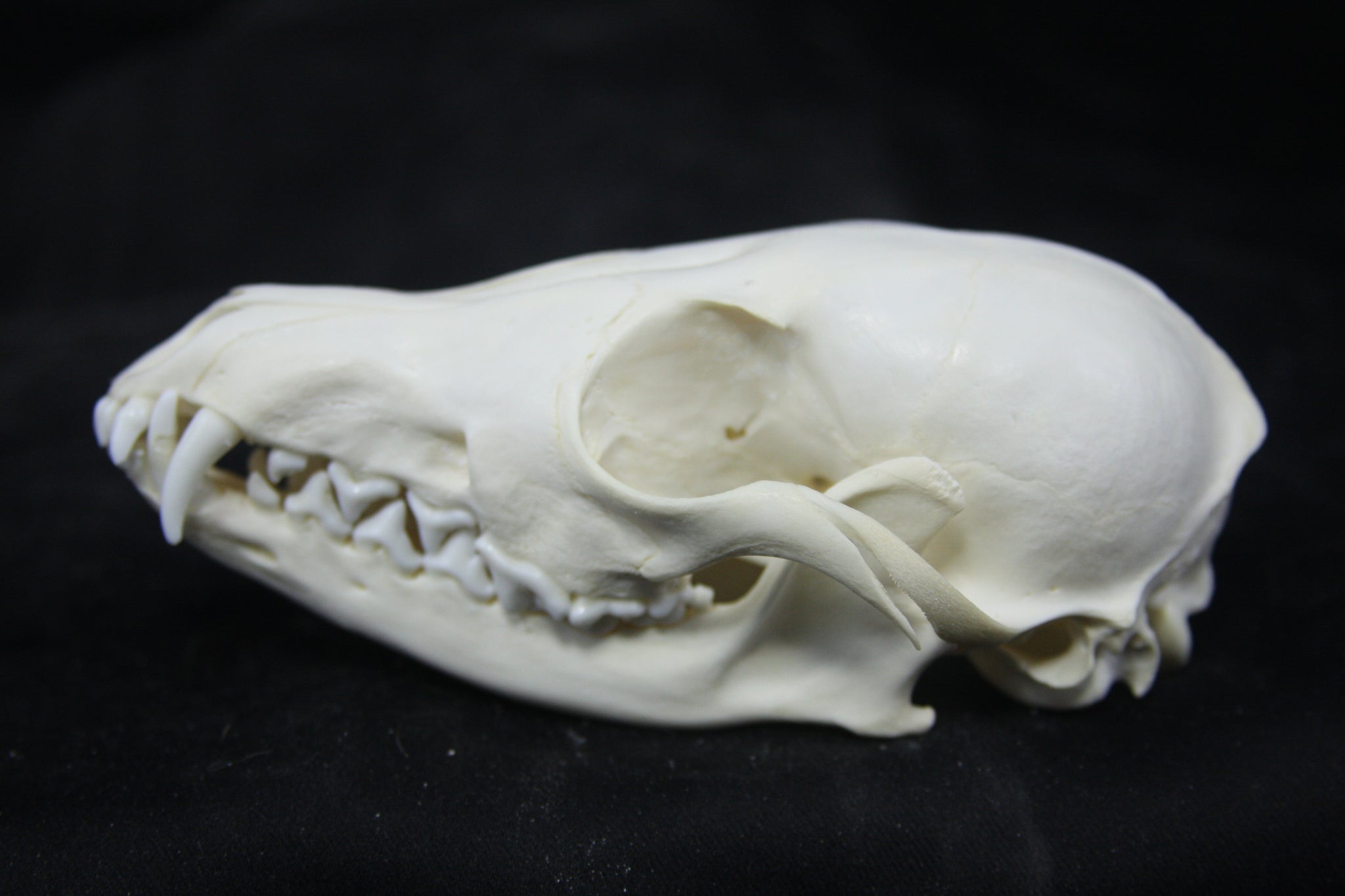 Juvenile Red Fox Skull