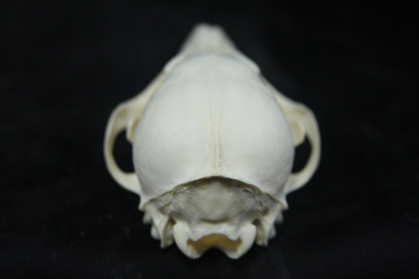 Juvenile Red Fox Skull