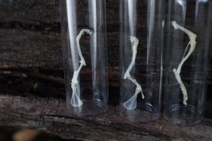 Mouse Arm or Leg Articulation