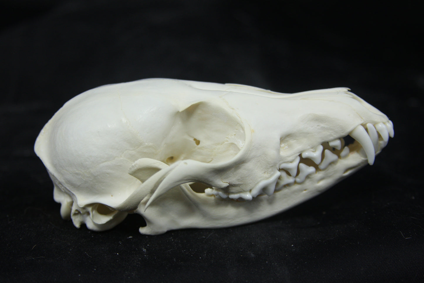 Juvenile Red Fox Skull