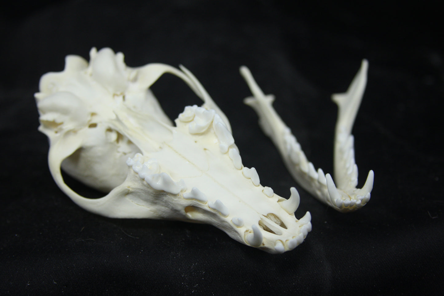 レッドフォックス（幼獣）頭骨 Juvenile Red Fox Skull – Freyja's Forest