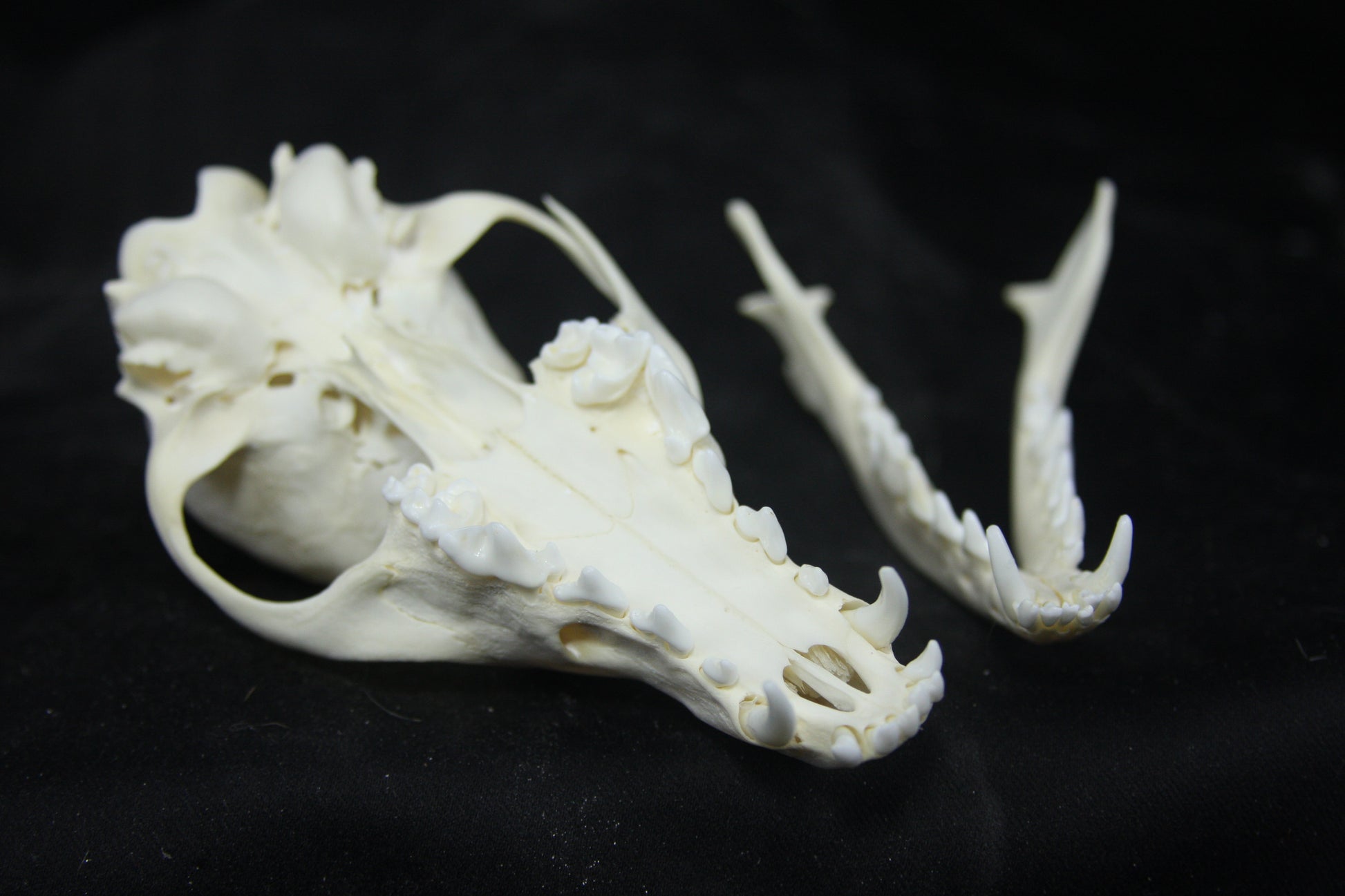 Juvenile Red Fox Skull – Freyja's Forest