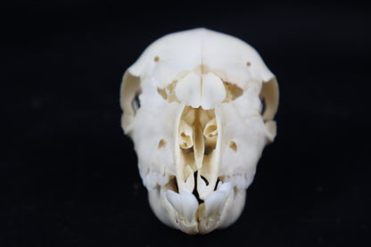 Stillborn Boer Goat Skull