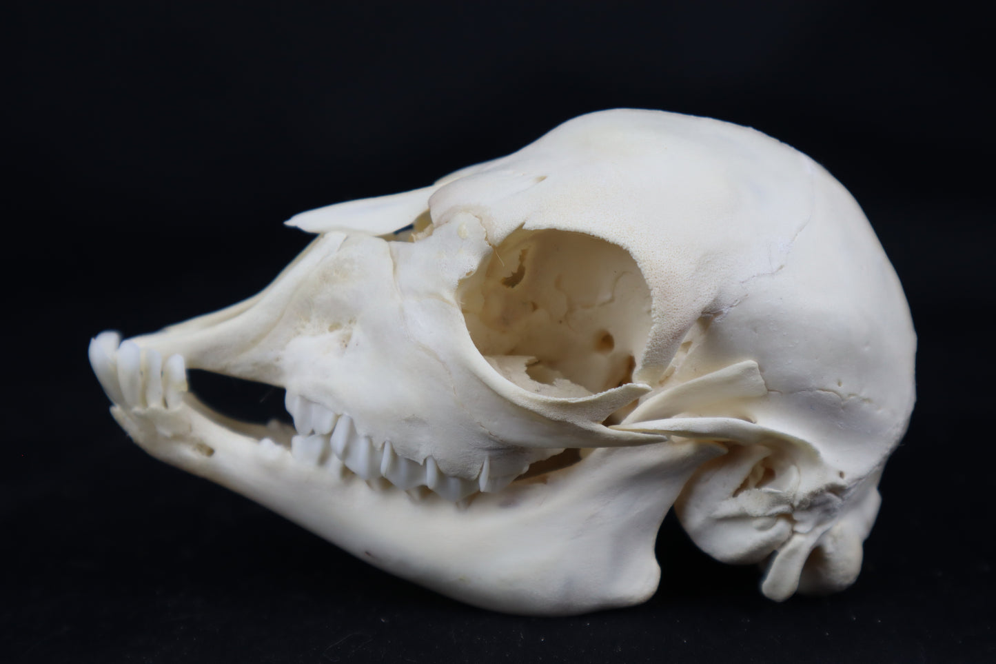 Stillborn Boer Goat Skull
