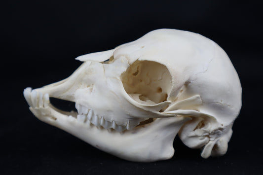 Stillborn Boer Goat Skull