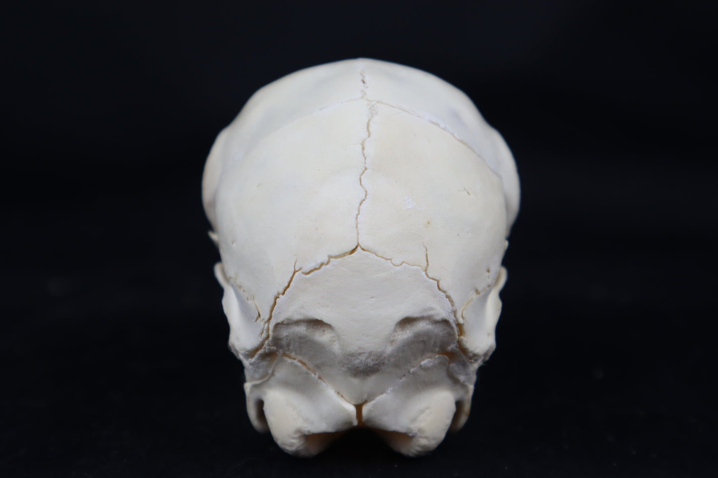 Stillborn Boer Goat Skull