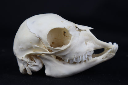 Stillborn Boer Goat Skull
