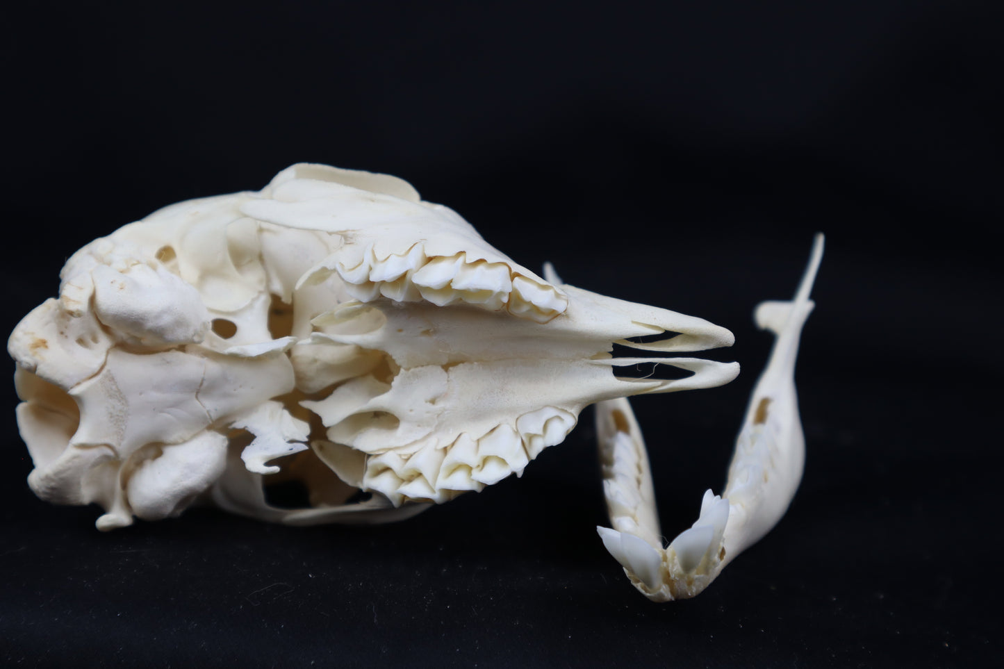 Stillborn Boer Goat Skull