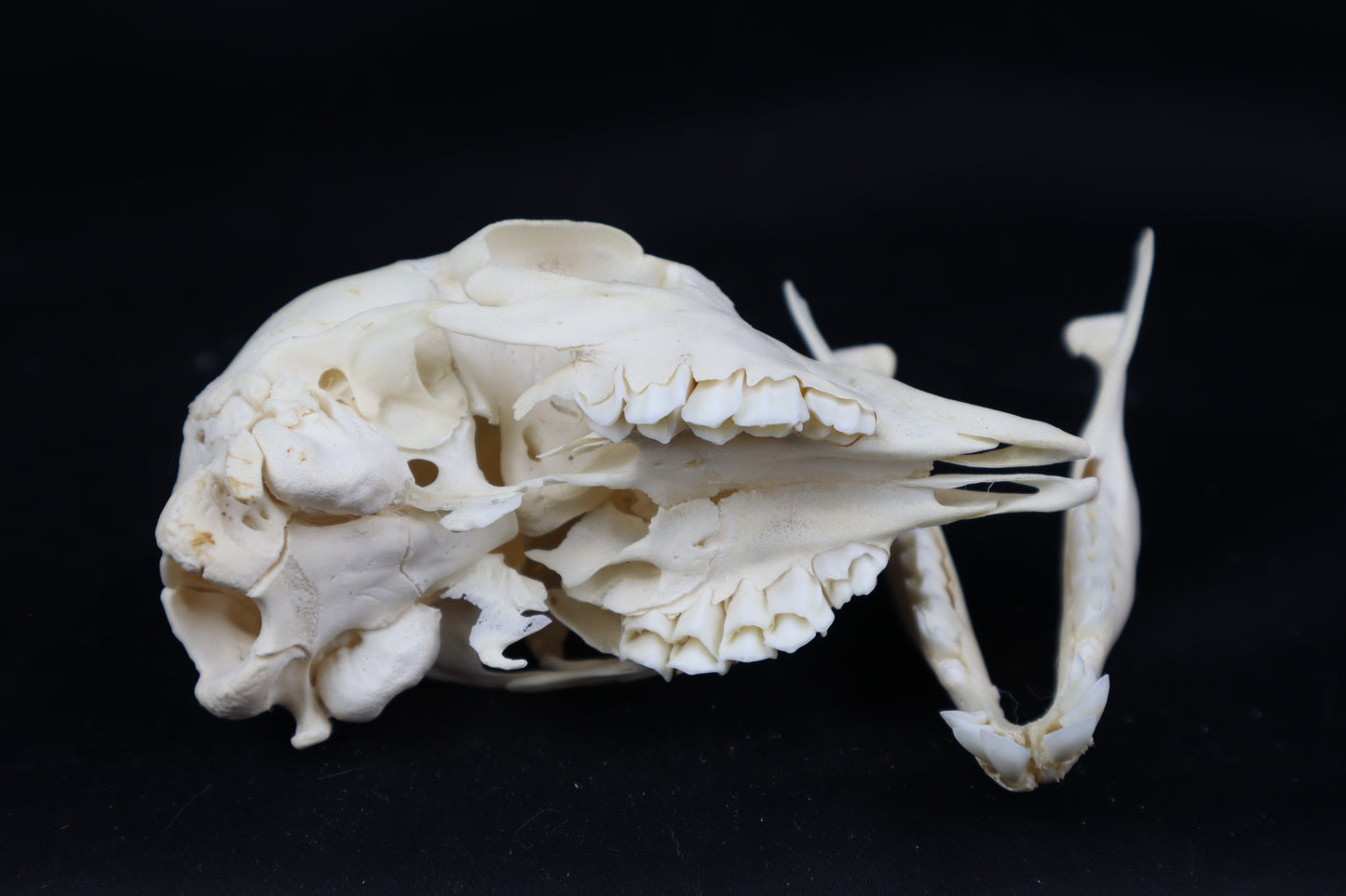 Stillborn Boer Goat Skull