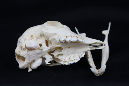 Stillborn Boer Goat Skull