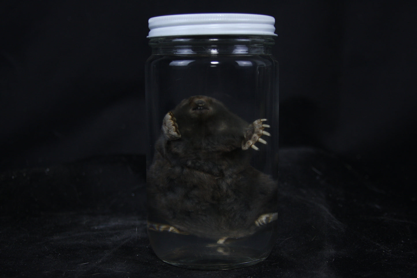 Mole Wet Specimen