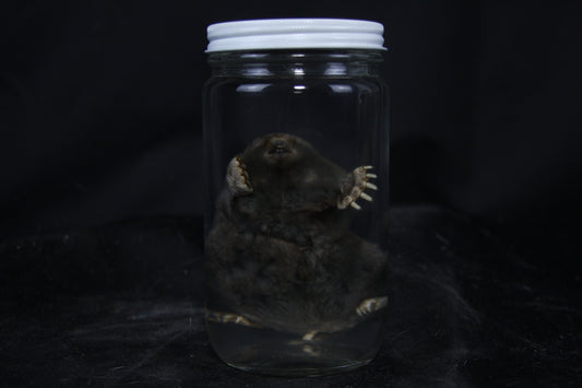 Mole Wet Specimen