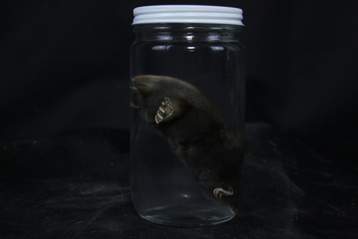 Mole Wet Specimen