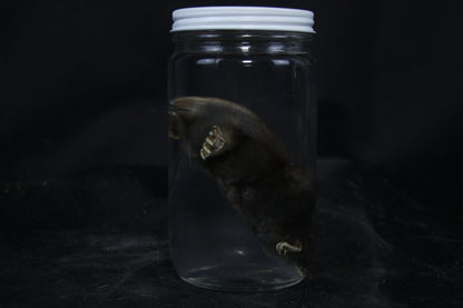 Mole Wet Specimen