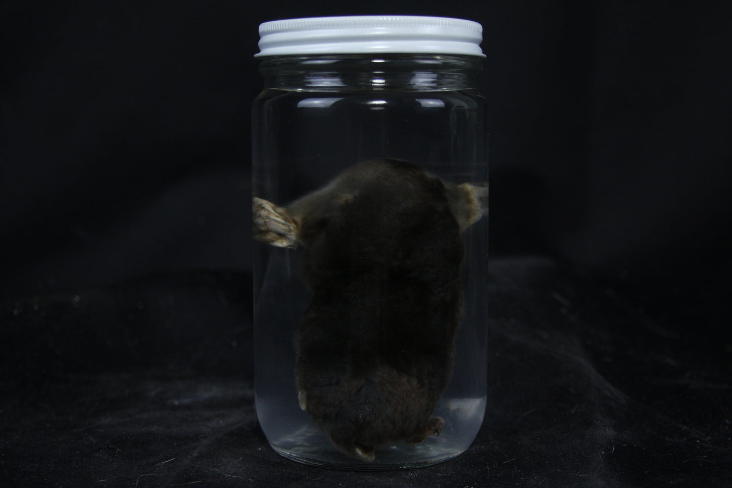 Mole Wet Specimen
