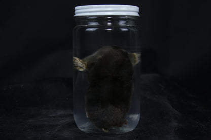 Mole Wet Specimen