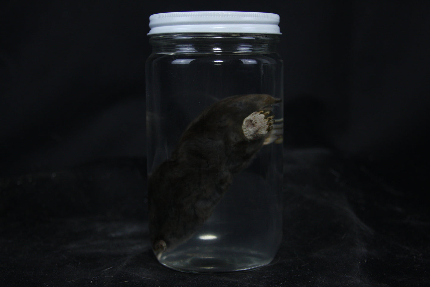 Mole Wet Specimen