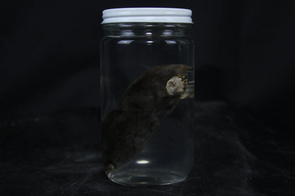 Mole Wet Specimen