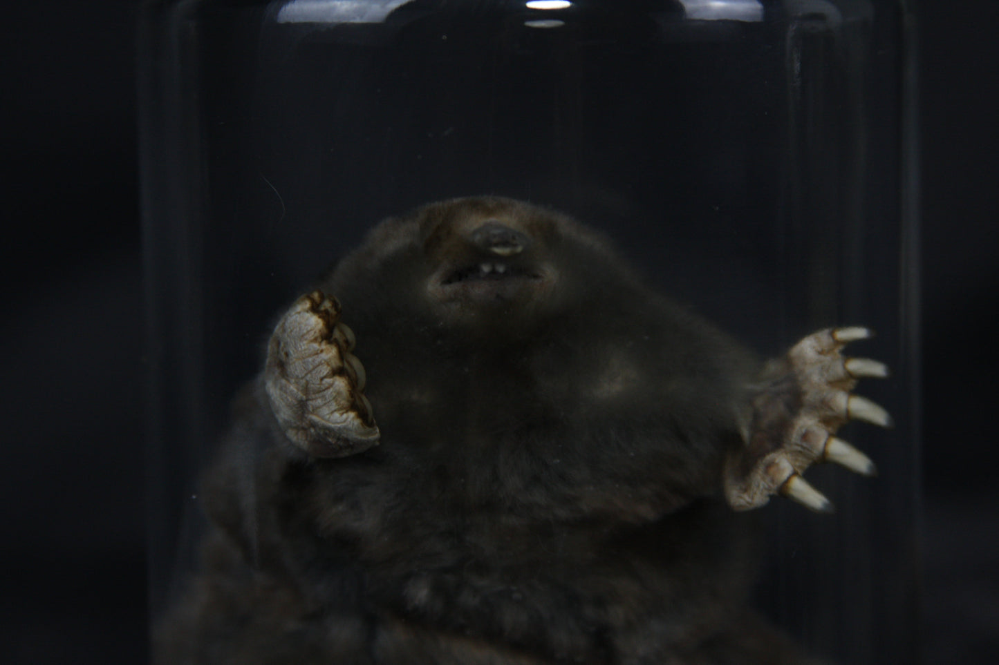 Mole Wet Specimen