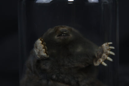 Mole Wet Specimen