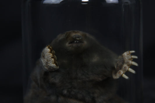 Mole Wet Specimen