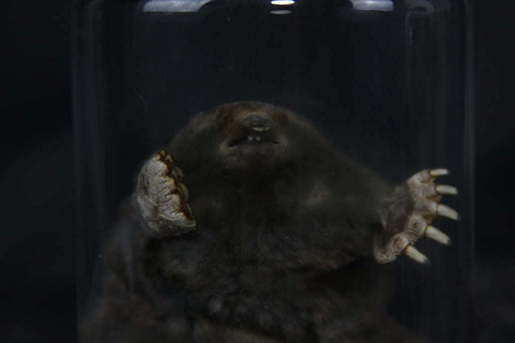 Mole Wet Specimen