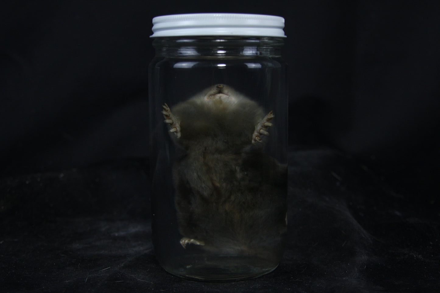 Mole Wet Specimen