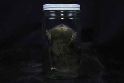 Mole Wet Specimen