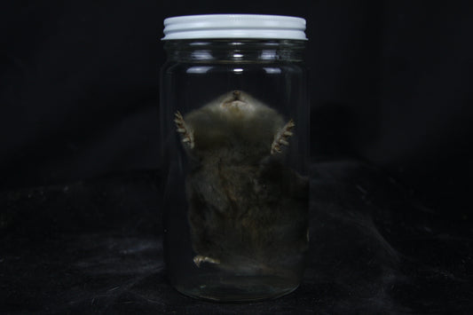 Mole Wet Specimen