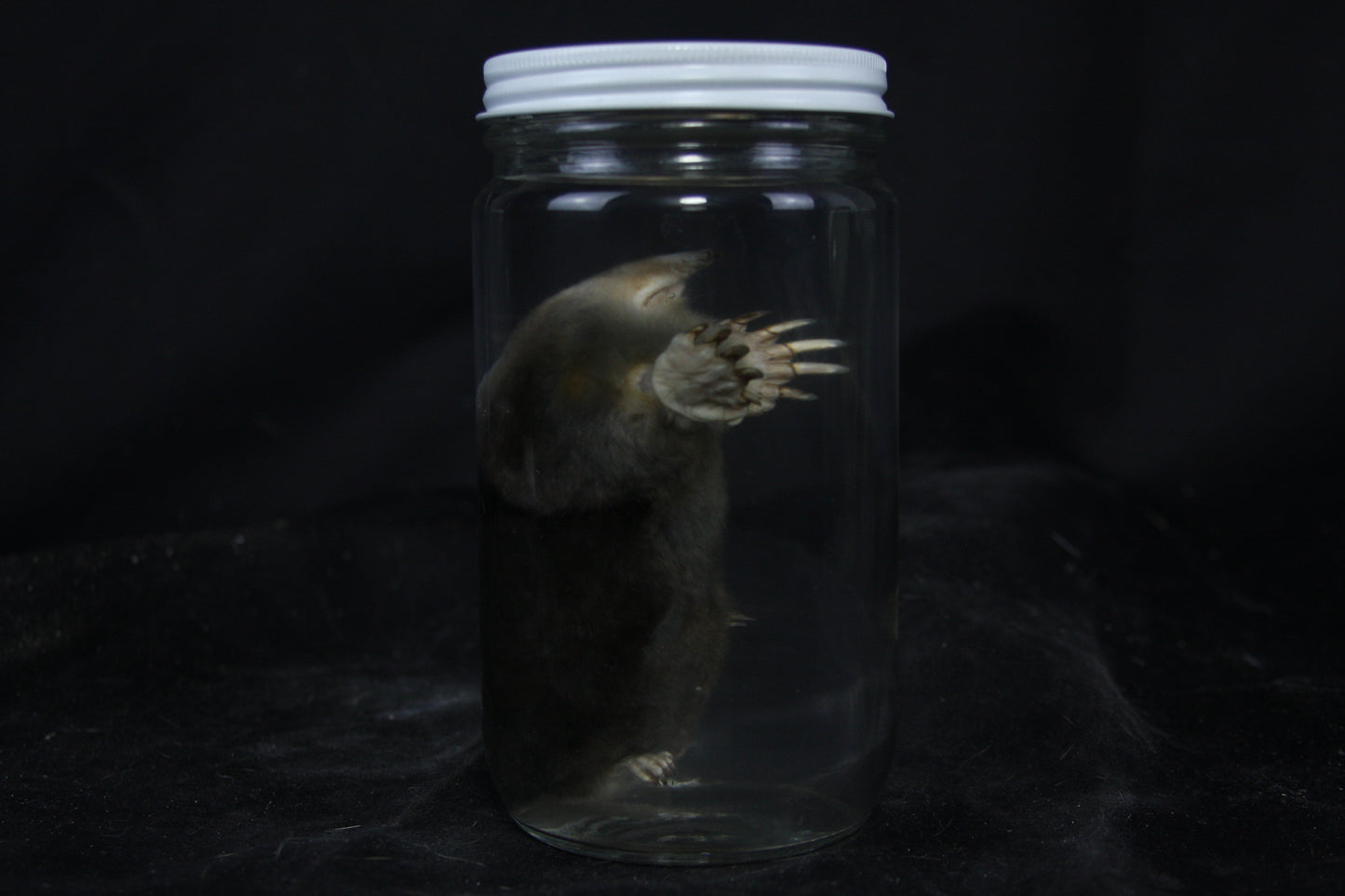 Mole Wet Specimen