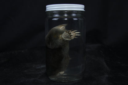 Mole Wet Specimen