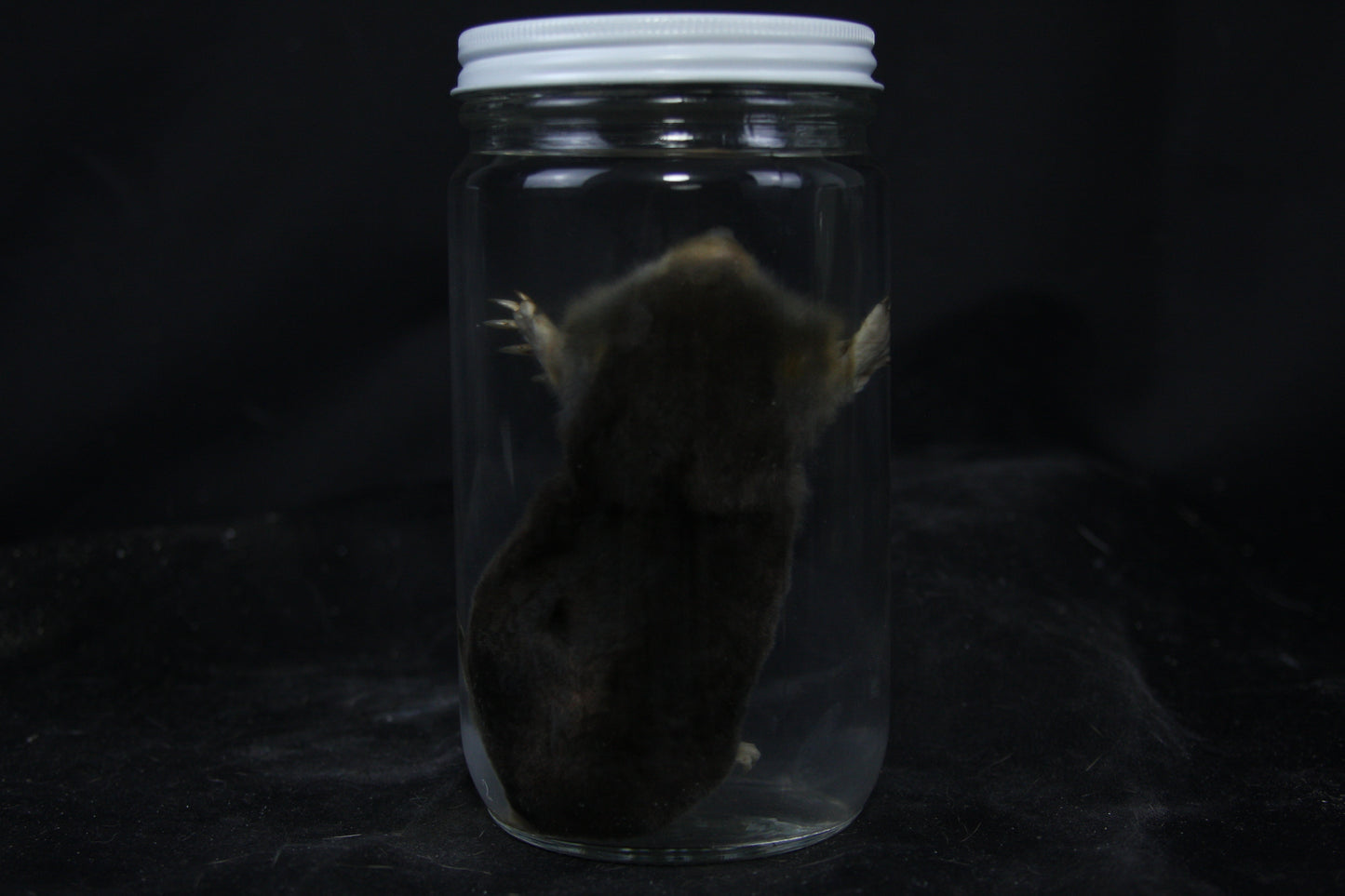 Mole Wet Specimen