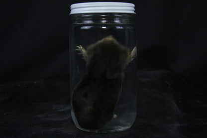 Mole Wet Specimen