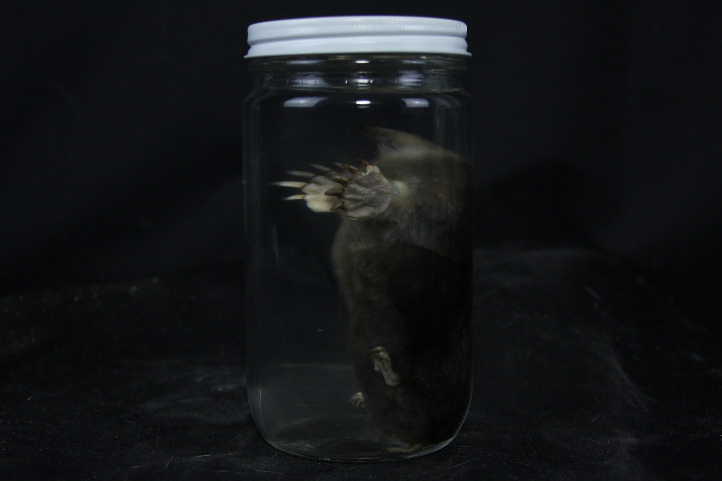 Mole Wet Specimen