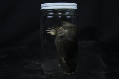 Mole Wet Specimen